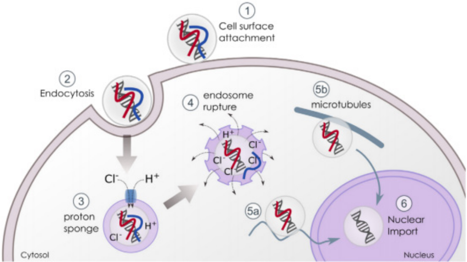 HELIX-IN 聚合物轉(zhuǎn)染試劑 