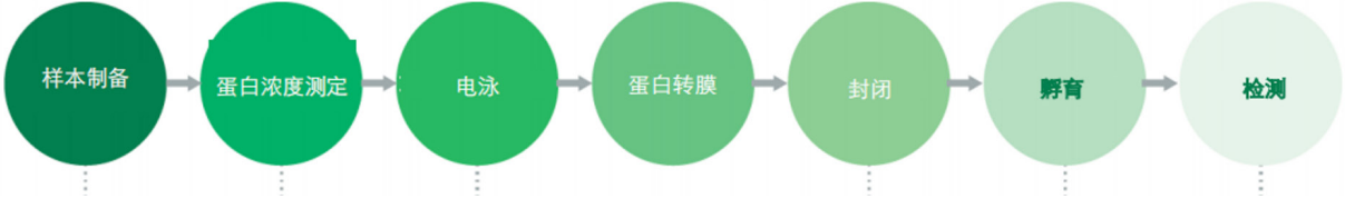 western blot 的工具