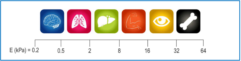 CytoSoft?基質(zhì)