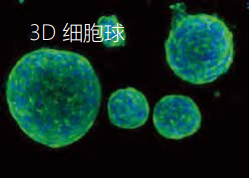 3D細(xì)胞球