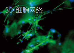 3D細(xì)胞網(wǎng)絡(luò)