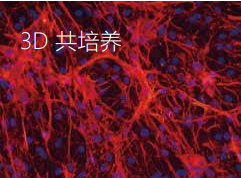 3D共培養(yǎng)