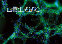 血管生成試驗(yàn)