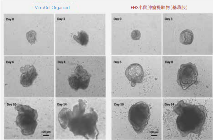在VitroGel Organoid 和基質(zhì)膠中培養(yǎng)小鼠腸道類器官