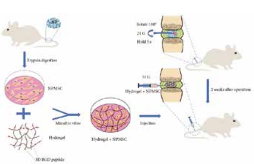 大鼠尾骨關(guān)節(jié)腔移植細(xì)胞示意圖