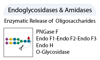 QA-Bio 糖苷內(nèi)切酶產(chǎn)品