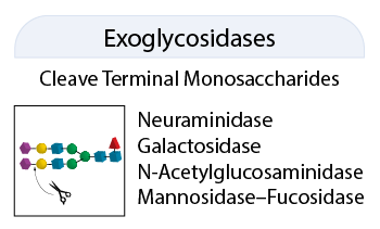 QA-Bio 糖苷外切酶產(chǎn)品