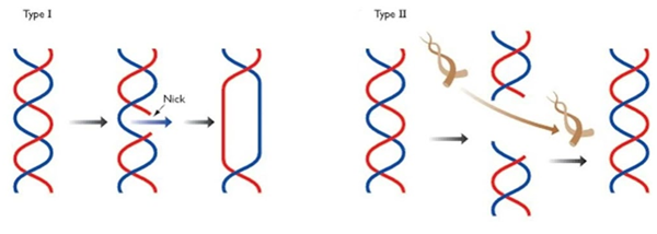 拓?fù)洚悩?gòu)酶(topoisomerase)