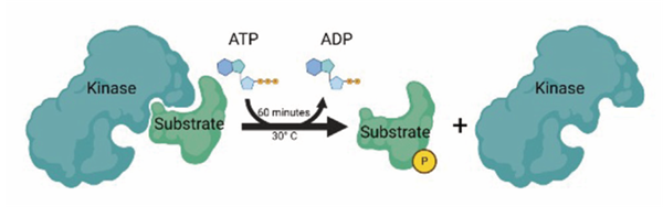 Eurofins DiscoverX-1.png