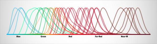 Biotium的CF系列染料包含40多種全譜系熒光