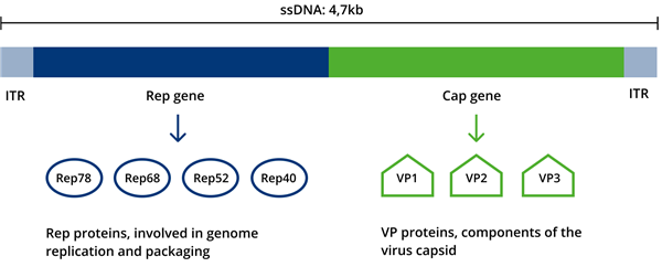 PROGEN AAV相關(guān)產(chǎn)品