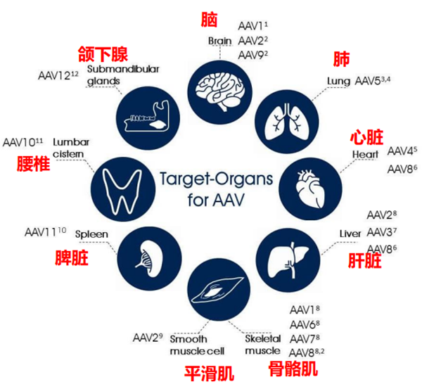 PROGEN AAV衣殼和病毒粒子抗體