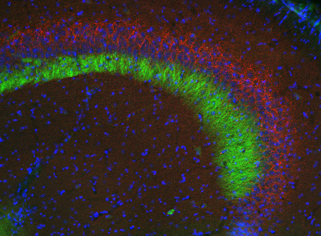 cat# 131- 006  VGAT cytoplasmic domain.png