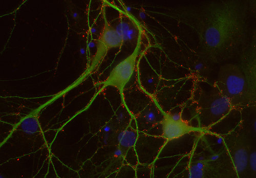 cat# 141- 004  Bassoon.png