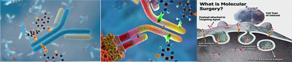靶向分子試劑跟載體連接