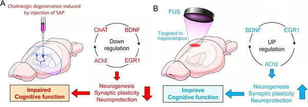 192-IgG-SAP能特異性地靶向并消除大鼠海馬中LNGFR（p75NTR）陽(yáng)性細(xì)胞