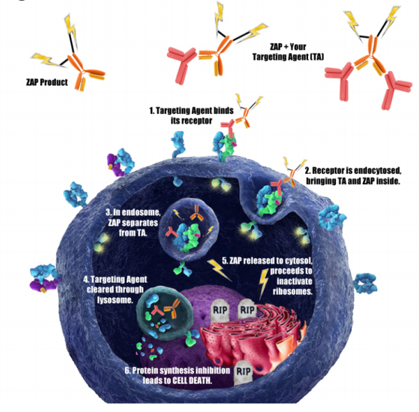 二級(jí)偶聯(lián)毒素的作用原理