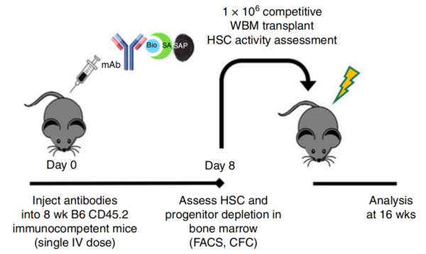 ZAP生物素化內(nèi)化試劑盒可基于生物素-親合素結(jié)合放大系統(tǒng)的原理