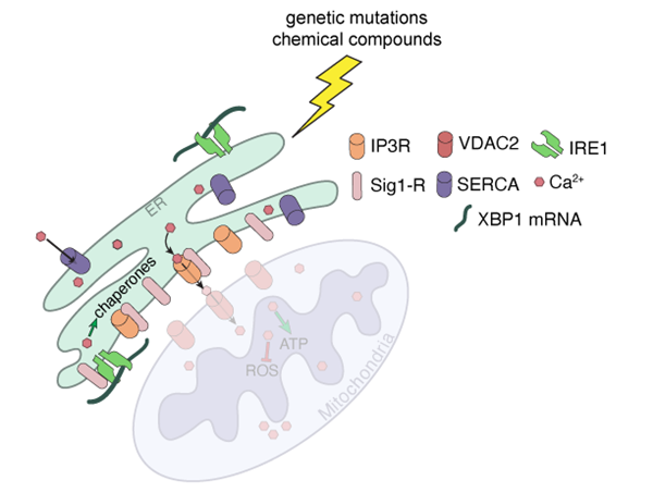  細(xì)胞應(yīng)激和毒性熒光檢測(cè)