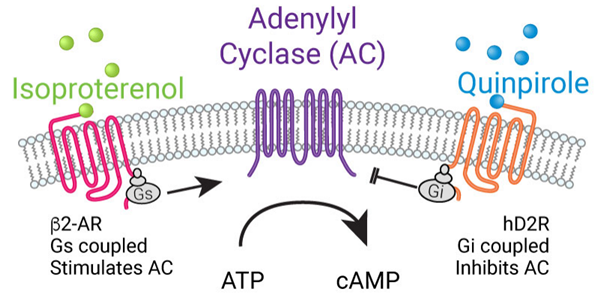 cADDis: 活細(xì)胞cAMP檢測(cè)