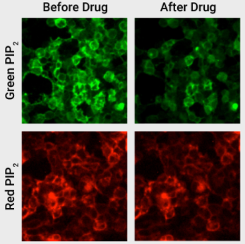 活細(xì)胞PIP2檢測(cè)