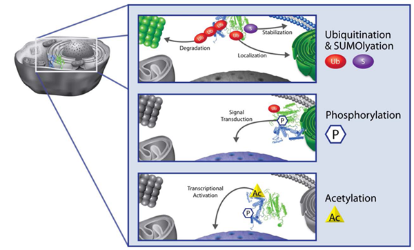 Cytoskeleton-2.png