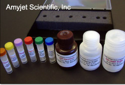 BioVision cAMP/cGMP定量分析試劑盒