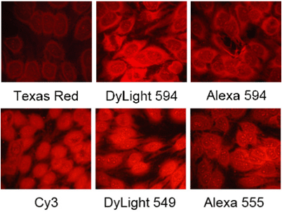 dylight-549-cy3-alexa-555.gif