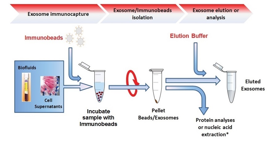ExoPure™-Immunobeads.jpg