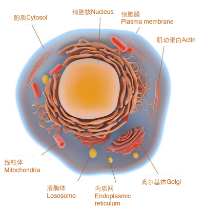 活細(xì)胞成像