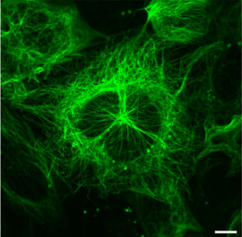 激光共聚焦掃描顯微成像