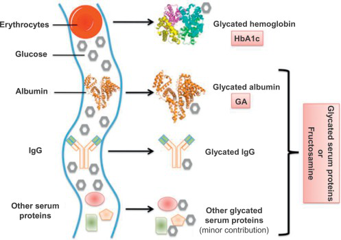 Glycated-Albumin.png