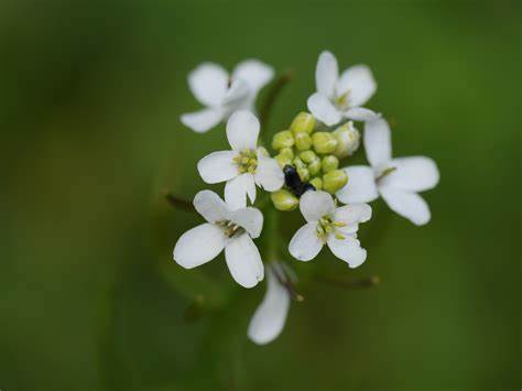 Arabidopsis-thaliana.jpg
