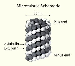 Porcine Brain純度.png