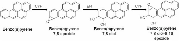 BP（苯并(a)芘）代謝成為BPDE（二羥環(huán)氧苯并芘）的途徑.jpg