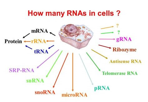 細(xì)胞中的RNA.jpg