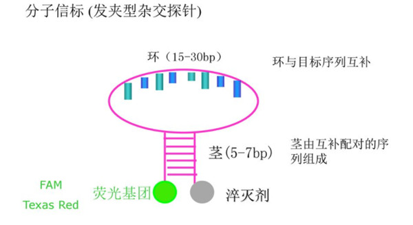 用于 RT-qPCR 的 TaqMan? 探針和分子信標.jpg