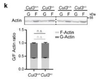 Cul3+/+ 小鼠與Cul3+/? 小鼠的比較.png