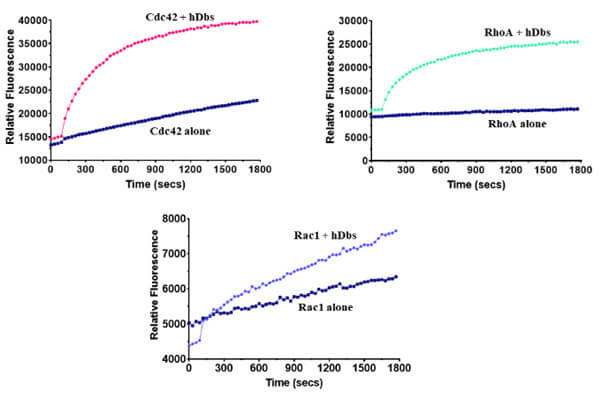 96 孔板中Dbs 對于Cdc42、RhoA 和 Rac1 的交換活性.jpg