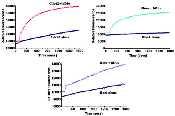 384 孔板中Dbs 對于Cdc42、RhoA 和 Rac1 的交換活性.jpg