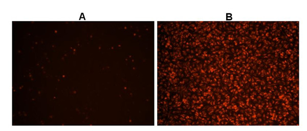 Cell Meter 熒光法細(xì)胞內(nèi)總ROS活性測定試劑盒染色.jpg