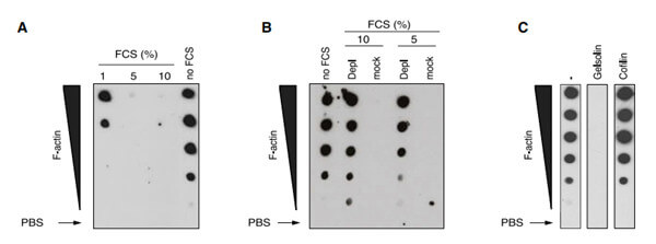 Cell文章結(jié)果驗(yàn)證Actin Protein.jpg