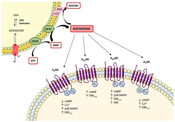 腺苷(Adenosine,ADO).jpg