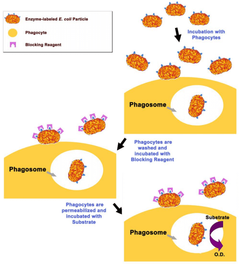 細胞吞噬檢測試劑盒實驗原理流程圖.png
