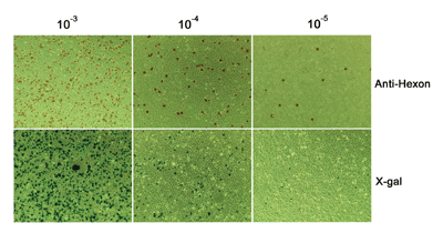 VPK-109, 腺病毒滴度IHC檢測試劑盒.png