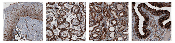 使用抗 TUFM 抗體對(duì)人體皮膚、胎盤(pán)、腎臟和輸卵管進(jìn)行 IHC 染色.jpg