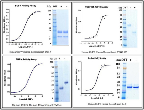 Human CellExp?蛋白產(chǎn)品線.jpg