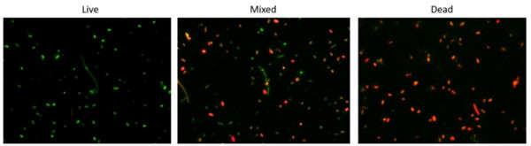 MycoLight&nbsp;Green JJ98細菌活性檢測試劑盒有效性研究.jpg