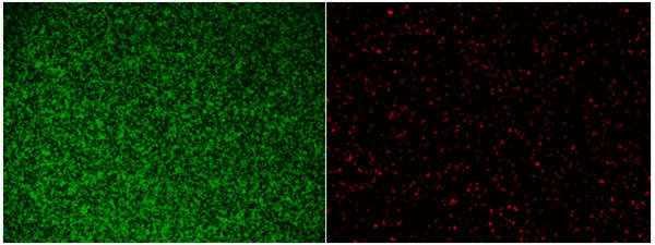 MycoLight Green JJ98和MycoLight Red JJ94用于活細菌的熒光成像.jpg