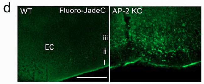 Fluoro-Jade C染色試劑盒Nature文章發(fā)表